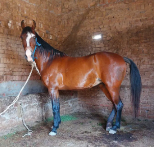 young-female-horse-for-sale-big-0