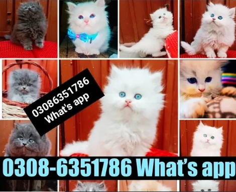 CASH ON DELIVERY (0308-6351786) Top Quality persian Kitten or cat baby