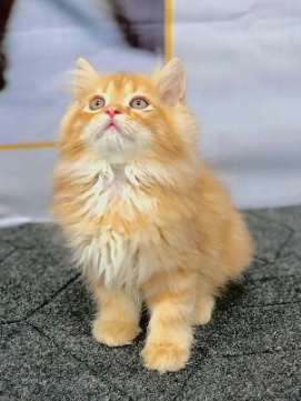 Persian British Punch face triple coat cat Kitten