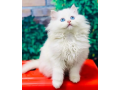 persian-british-punch-face-triple-coat-cat-kitten-small-1