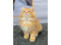 persian-british-punch-face-triple-coat-cat-kitten-small-0