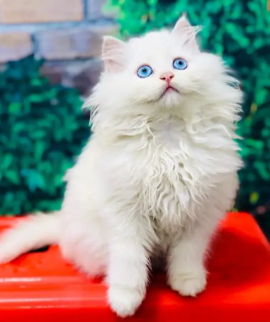 persian-british-punch-face-triple-coat-cat-kitten-big-1