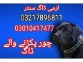 army-dog-center-03217896811-03010417477-small-0