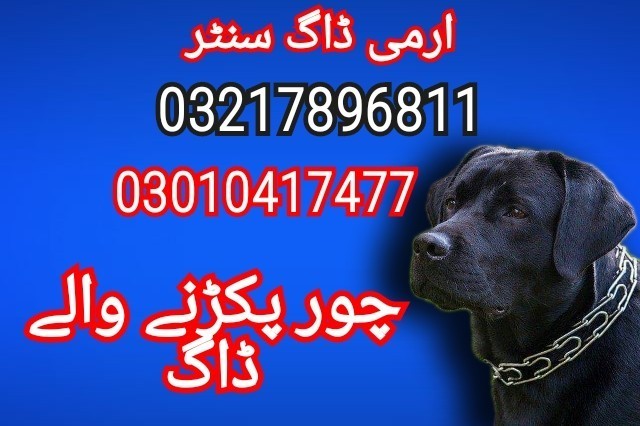 army-dog-center-03217896811-03010417477-big-0