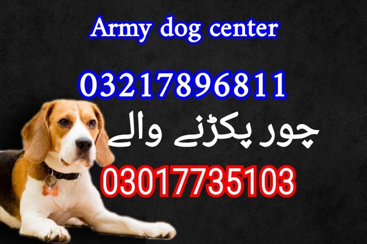 Army dog center sindh 03217896811_03010417477