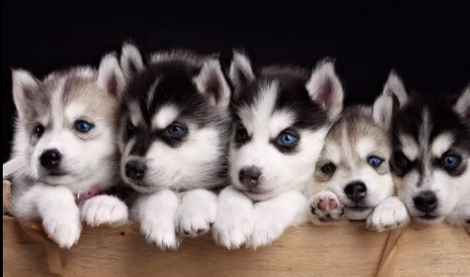 Siberian Husky puppies | Blue Eyes | Husky wooly coat puppies For Sale