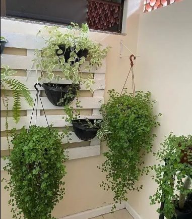 Al-Haider Nursery Indoor plansts Garden Decoration gardening metrail