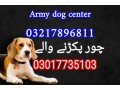 army-dog-center-03217896811-03010417477-small-0