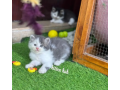 persian-kittens-triple-coated-punch-face-kittens-for-sale-cats-small-1