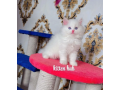 persian-kittens-triple-coated-punch-face-kittens-for-sale-cats-small-0