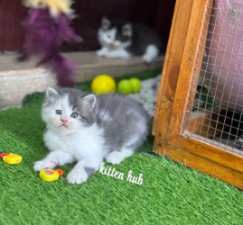 persian-kittens-triple-coated-punch-face-kittens-for-sale-cats-big-1