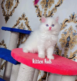 persian-kittens-triple-coated-punch-face-kittens-for-sale-cats-big-0