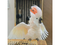 playfull-hand-tamed-moluccan-cockatoo-for-sale-small-0