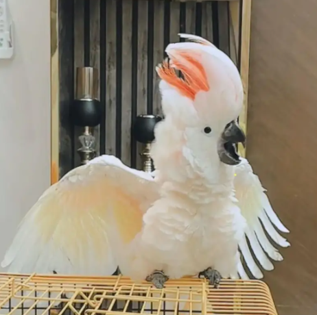 playfull-hand-tamed-moluccan-cockatoo-for-sale-big-0
