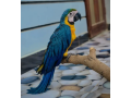 macaw-parrot-close-ring-small-0