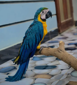 macaw-parrot-close-ring-big-0