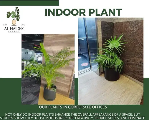 Al-Haider Nursery Indoor plansts Garden Decoration gardening metrail