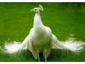peacock-moor-chicks-for-sale-healthy-active-vaccinated-small-1