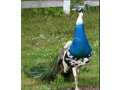 peacock-moor-chicks-for-sale-healthy-active-vaccinated-small-0