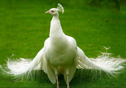 peacock-moor-chicks-for-sale-healthy-active-vaccinated-big-1