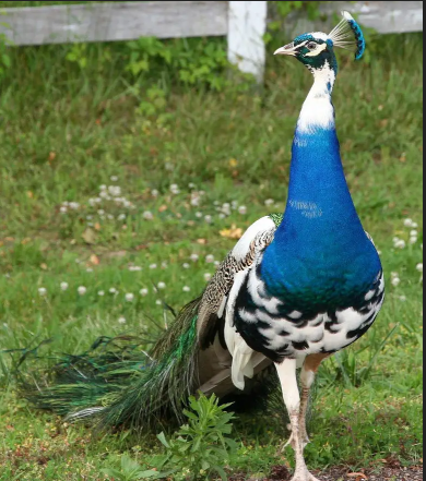 peacock-moor-chicks-for-sale-healthy-active-vaccinated-big-0