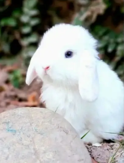 Fancy Rabbit Holland lop Hotot Lionhead Teddy bear Newznd mini chec