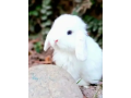 fancy-rabbit-holland-lop-hotot-lionhead-teddy-bear-newznd-mini-chec-small-0