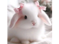 fancy-rabbit-holland-lop-hotot-lionhead-teddy-bear-newznd-mini-chec-small-2