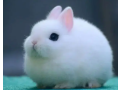fancy-rabbit-holland-lop-hotot-lionhead-teddy-bear-newznd-mini-chec-small-1
