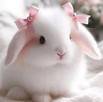 fancy-rabbit-holland-lop-hotot-lionhead-teddy-bear-newznd-mini-chec-big-2