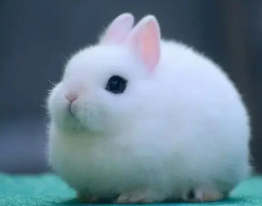 fancy-rabbit-holland-lop-hotot-lionhead-teddy-bear-newznd-mini-chec-big-1