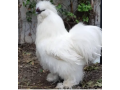 aseel-thai-aseel-silkie-polish-chicks-fancy-hen-cage-cages-small-0