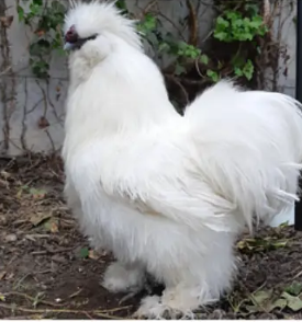aseel-thai-aseel-silkie-polish-chicks-fancy-hen-cage-cages-big-0