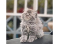persian-hamalian-british-punch-face-piki-face-cats-and-kittens-small-0
