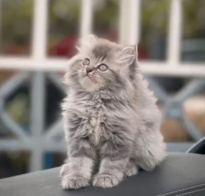 Persian hamalian british punch face piki face cat's and kitten's