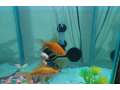 aquarium-for-sale-stylish-stand-ke-sath-small-1