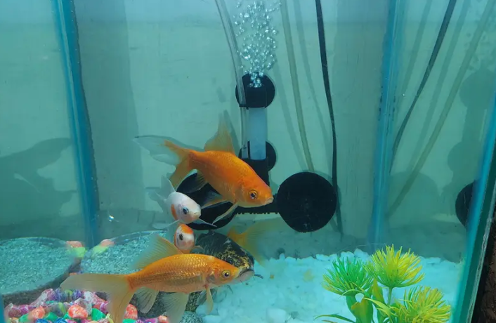aquarium-for-sale-stylish-stand-ke-sath-big-1