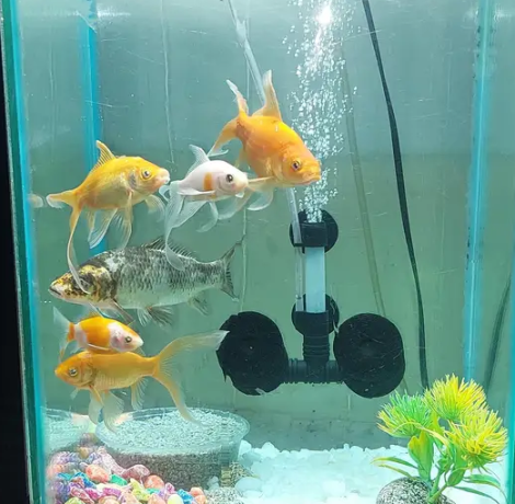 aquarium-for-sale-stylish-stand-ke-sath-big-0