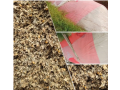 corn-silage-small-0