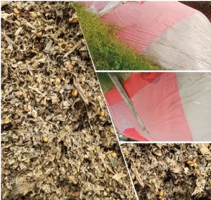 Corn silage