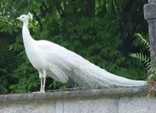 White Peacock Breeder Male Looking For New Home