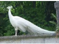 white-peacock-breeder-male-looking-for-new-home-small-0