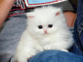 persian-kitten-triple-long-coated-kittens-fluffy-kitten-for-sale-small-0