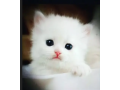 persian-kitten-triple-long-coated-kittens-fluffy-kitten-for-sale-small-1