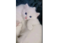 persian-kitten-triple-long-coated-kittens-fluffy-kitten-for-sale-small-2