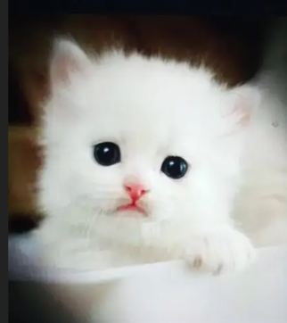 persian-kitten-triple-long-coated-kittens-fluffy-kitten-for-sale-big-1