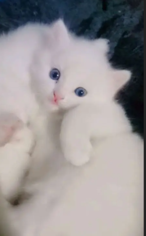 persian-kitten-triple-long-coated-kittens-fluffy-kitten-for-sale-big-2