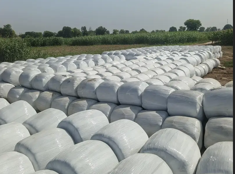 Corn Silage Available for Sale contact: 03052745148
