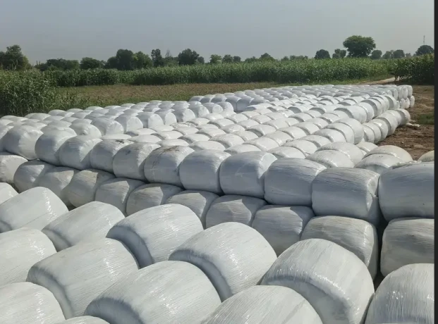 Corn Silage Available for Sale contact: 03052745148
