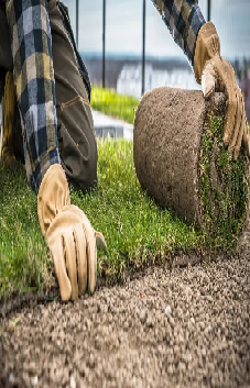 Natural Grass | Korean Grass | Fine Dhaka Grass | American Grass